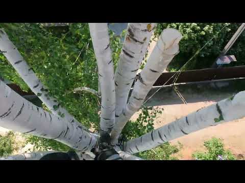 Видео: Арбористика‼️Удаление берез🌳рядом с домом и ЛЭП(arboristry‼️ removal of trees🌳near the house)