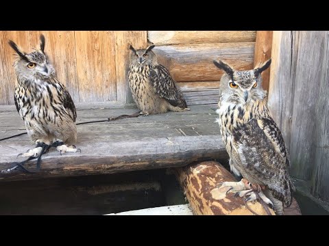 Видео: Филинов много не бывает! Меряемся совами в Коломенском