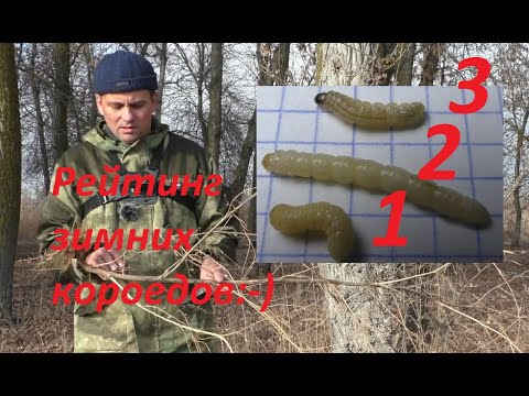 Видео: Рейтинг короедов для зимней рыбалки