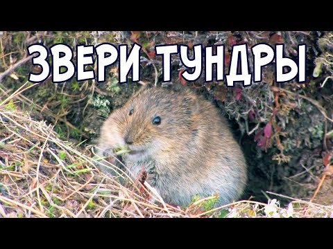 Видео: Тундра.  Отважные звери