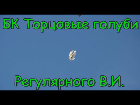 Видео: БК Торцовые голуби Регулярного В И декабрь 2019