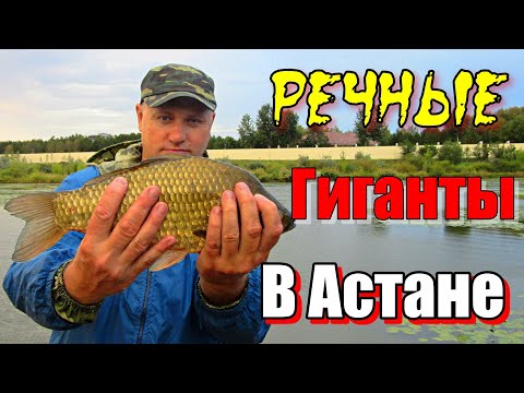 Видео: РЕЧНЫЕ ГИГАНТЫ В АСТАНЕ!!! Рыбалка в Астане 2023. #рыбалка #казахстан #астана #река #карась