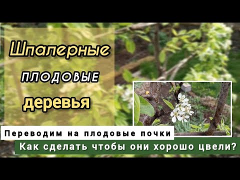 Видео: Как перевести шпалерные плодовые деревья на ежегодное плодоношение.🌳 Переводим на плодовую почку.