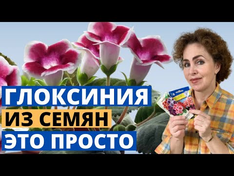 Видео: ГЛОКСИНИЯ из семян. Глоксиния уход в домашних условиях.