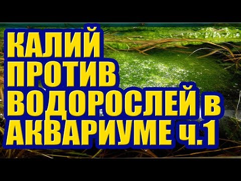 Видео: Калий против Водорослей в Аквариуме. Эксперимент. Часть 1. Борьба с Нитчаткой Кладофорой