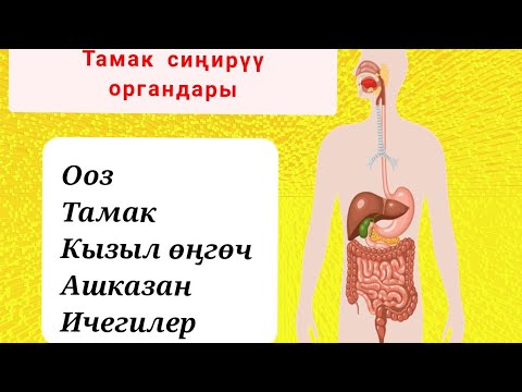 Видео: ТАМАК СИҢИРҮҮ ОРГАНДАРЫ / Ⓢ︎Ⓞ︎Ⓚ︎Ⓤ︎Ⓡ︎  Ⓘ︎Ⓒ︎Ⓗ︎Ⓔ︎Ⓖ︎Ⓘ︎Ⓝ︎Ⓘ︎Ⓝ︎  Ⓟ︎Ⓐ︎Ⓘ︎Ⓓ︎Ⓐ︎Ⓢ︎Ⓨ︎ / ООРУЛАРДЫН АЛДЫН АЛУУ