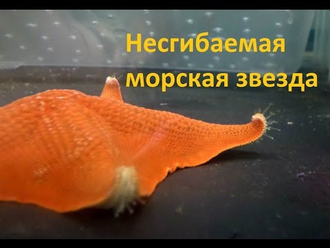 Видео: Где рот у морской звезды?