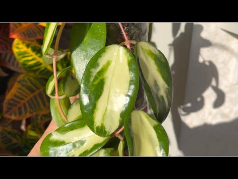 Видео: Уход за хойей  ✅️ Хойя  = Мучнистый Червец + Муравей 🐜