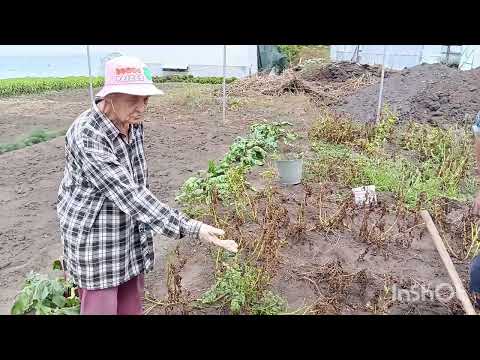 Видео: 11:08:2024г.Наш урожай картошки.! из Светофора!