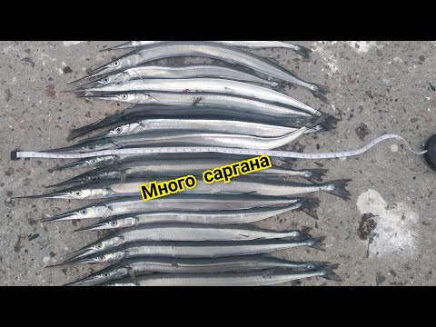 Видео: Ловим саргана на пилькер.Ставрида на поплавок.Рыбалка в Чёрном море.We catch garfish on a metal jig.