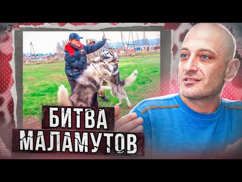 Видео: Битва Маламутов.Примирение