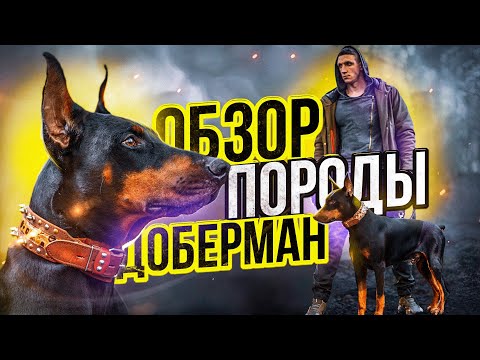 Видео: Лучшая порода собак | ДОБЕРМАН, плюсы и минусы