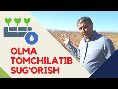 Видео: ОЛМА БОҒИНИ ТОМЧИЛАТИБ СУҒОРИШ, ЭКИШ #jizzax #olma
