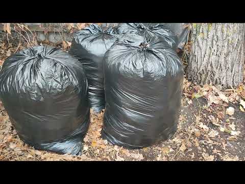 Видео: Уборка, сбор и сохранность листьев с дубов. ПроДачу.