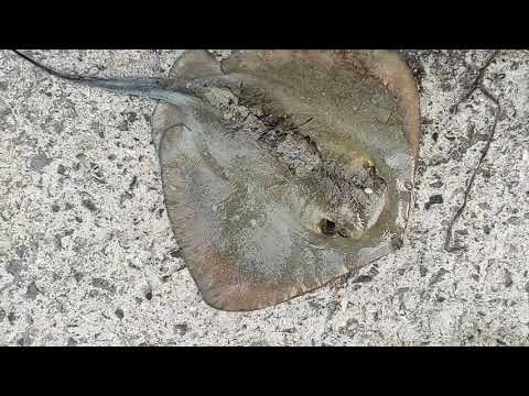 Видео: Риболов на скат! Първа част  улов!