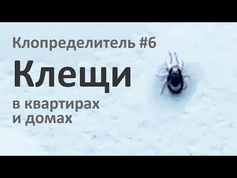 Видео: Домашние клещи из квартир и домов наших зрителей