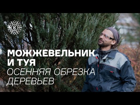 Видео: Можжевельник и туя. Осенняя обрезка деревьев