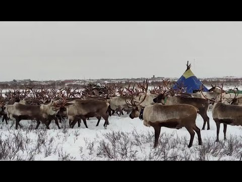 Видео: Стойбище оленеводов / Reindeer herders' camp