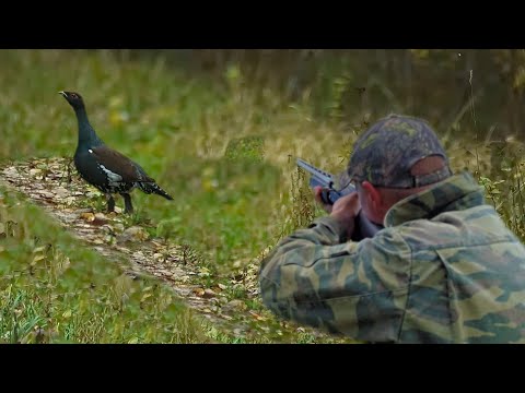 Видео: Охота на глухаря с подхода осенью! Самокрут не подвёл!