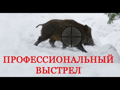 Видео: Как стрелять кабана?