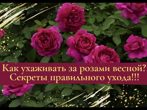 Видео: Как ухаживать за розами весной? Секреты правильного ухода!