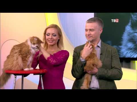 Видео: vladimir kuklachev владимир куклачев СТРАНА КОШЛАНДИЯ, кошки, cat, cats