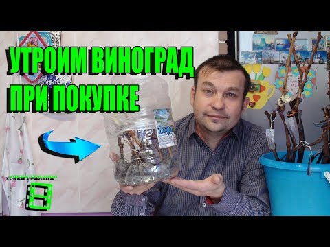 Видео: КАК 100% РАЗМНОЖИТЬ РЕДКИЕ СОРТА ВИНОГРАДА ПРИ ПОКУПКЕ?  ЧАСТЬ 1. УКОРЕНЕНИЕ ВИНОГРАДНЫХ ЧЕРЕНКОВ