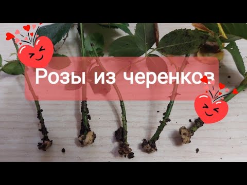 Видео: #черенкование_роз Розы из черенков! Мой опыт зимовки!
