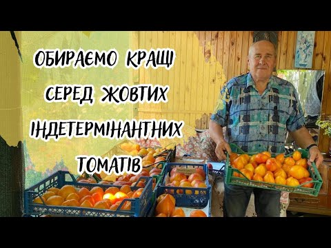Видео: Обираємо кращі серед жовтих індетермінантних томатів!