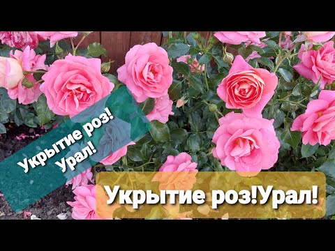 Видео: #укрытие_роз Укрытие роз! Урал!