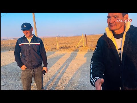 Видео: Кок бору сатылды 310000 сомго