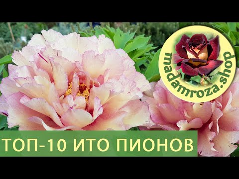 Видео: Топ-10 Ито-Пионов