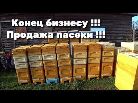 Видео: Конец бизнесу !!! Продажа пасеки !!!