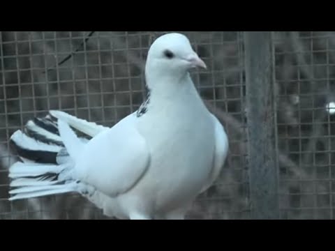 Видео: Голуби Володи Авакова в Кисловодске! 25г