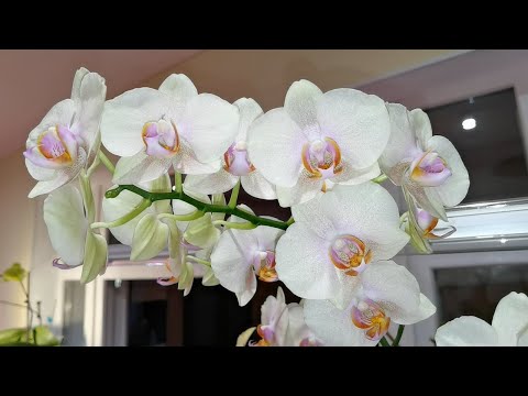 Видео: Орхидеи в зимнем саду. "Черт голову сломит" 😄 МОЩНО.
