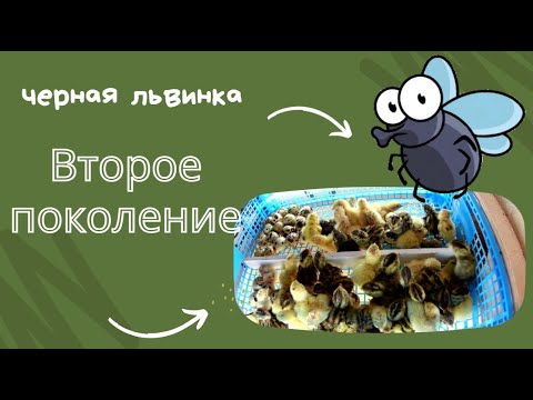 Видео: Следующее поколение, кормление личинкой перепелов, сомов...