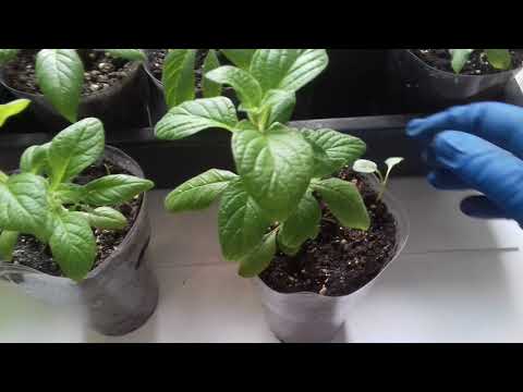 Видео: СДЕЛАЙТЕ ТАК С РАССАДОЙ ГЕЛИОТРОПА.ПРОДОЛЖАЕМ ФОРМИРОВАТЬ РАСТЕНИЕ ПРИ ПОМОЩИ ПРИЩИПКИ.