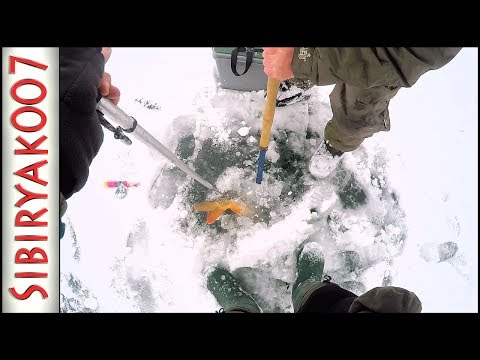 Видео: Первый лед. РАЗДАЁТ!!! Тащи пешню, он в лунку не лезет! Окуни кабаны, щуки и даже САЗАН!