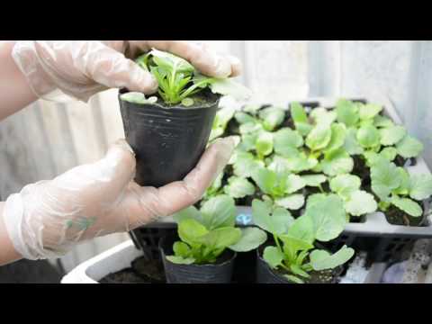 Видео: Виола( Анютины глазки) пора рассаживать февральский посев!