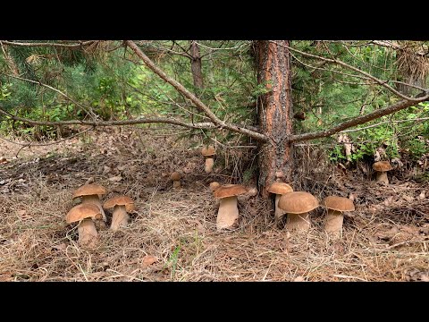 Видео: НЕРЕАЛЬНОЕ КОЛИЧЕСТВО ГРИБОВ!!!