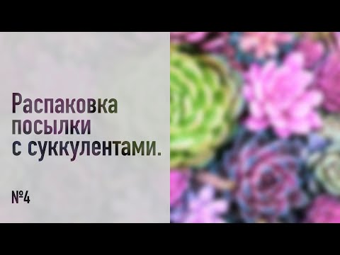 Видео: Распаковка посылки с суккулентами №4