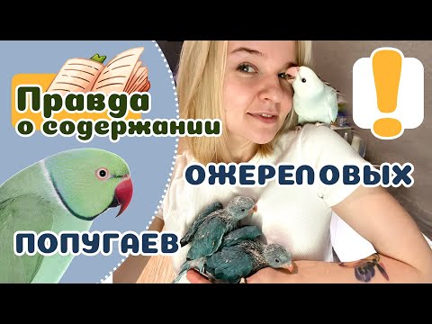 Видео: 20 фактов об ОЖЕРЕЛОВЫХ ПОПУГАЯХ, что нужно знать прежде чем завести.