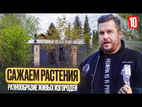 Видео: Растения для дачи. Что выбрать для живой изгороди? Как прикрыться от соседей? И надо ли? | ДДД