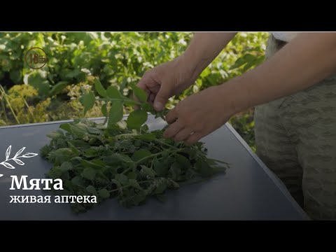 Видео: Мята / Нюансы заготовки / Как приготовить настой // Живая аптека