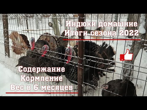 Видео: Индюки домашние. Сезон 2022