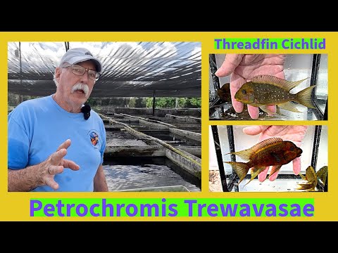 Видео: Одна из моих ЛЮБИМЫХ африканских цихлид! Цихлида-нитеперка - Petrochromis Trewavasae