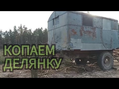 Видео: И металл и монеты попадаются на делянке. Коп металла