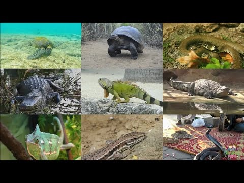 Видео: Пресмыкающиеся на английском языке для детей