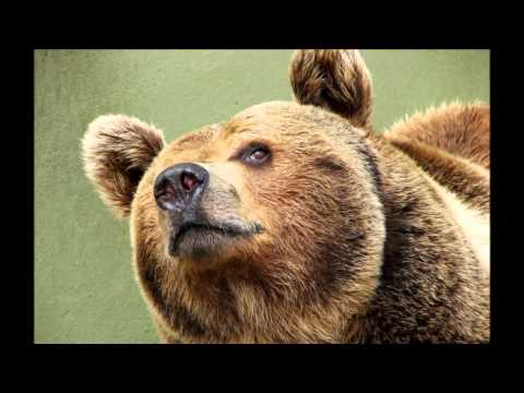 Видео: Чиж Кругом тайга