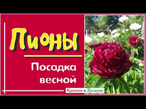 Видео: Посадка пиона весной. О чем важно знать!